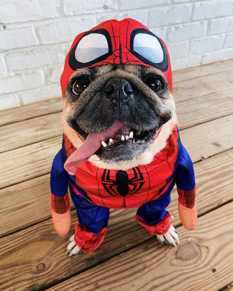 Doug The Pug’s Instagram photo: ““Spider-Pug, Spider-Pug” -Doug • Celebrating because Doug’s Spider-Pug video reached over 100 Million views on YouTube! We put up limited…” French Bulldog Halloween Costumes, Bulldog Halloween Costumes, Dog Stitch, Pug Gifs, Spider Dog, Blue Frenchie, Doug The Pug, French Bulldog Art, Bulldog Funny