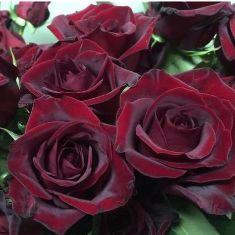 Black Magic Roses, Diy Bridesmaid Bouquet, Standard Roses, Dark Red Roses, Diy Bridal Bouquet, Wedding Flower Packages, Rose Varieties, Flower Care, Flower Packaging