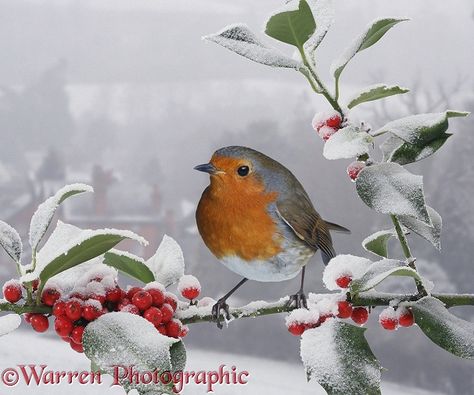 Robin on snowy Holly berries photo Robin Photos, Winters Tafereel, Colourful Birds, Traditional Christmas Cards, Friends Leave, European Robin, Holly Tree, Kunst Inspiration, Watercolour Inspiration