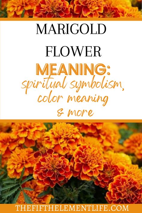 Marigold Flower Meaning Marigold Symbolism, Marigold Color Aesthetic, Marigold Flower Meaning, Marigold Meaning, Marigold Photography, Aztec Marigold, Marigold Flower Tattoo, Desert Marigold, Flower Healing