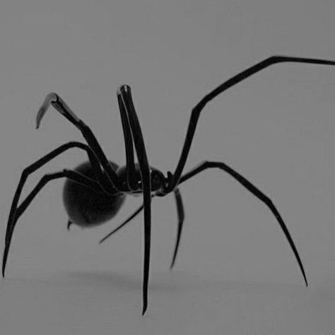 arachne aesthetic Spider Demon Aesthetic, Spider Goth Aesthetic, Wydowna Spider Aesthetic, Spider Reference Photo, Black Spider Aesthetic, Arachne Aesthetic, Hobie Aesthetic, Darkness Asthetic, Spiders Aesthetic