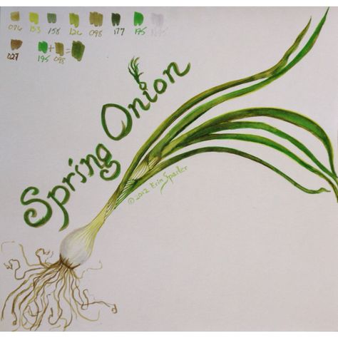 Spring onion illustration by Erin Sparler.  If you like my paintings of fruit and veggies check out my CSA art challenge -where I attempt to draw one of EACH Different fruit and veggie our CSA sends us- on my blog Http://erinsparler.com/blog! Feel free to share my web site with your friends, leave me a comment or better yet a recipe!    (Copyrights reserved 2012 Erin Sparler) Spring Onion Art, Spring Onion Drawing Pencil, Spring Onion Drawing, Spring Onion Illustration, Veg Tattoo, Onion Illustration, Onion Drawing, Lifestyle Drawing, Onion Flower