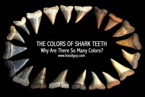 Shark Teeth Art, Florida Fossils, Shark Teeth Crafts, Beach Fossils, Shark Teeth Jewelry, Sharks Teeth, Teeth Art, Shark Bait, Tooth Gems