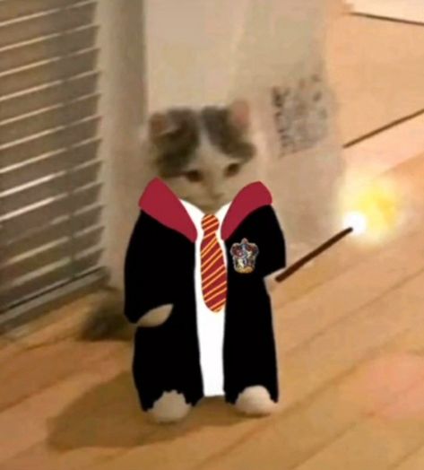 Harry Potter Cat, Gatos Cool, Welcome To Hogwarts, Buku Harry Potter, Harry Potter Icons, Desenhos Harry Potter, Cute Bunny Cartoon, Harry Potter Scene, Harry Potter Hufflepuff