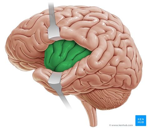 Insula - lateral-left view Basal Ganglia, Cerebral Cortex, Frontal Lobe, Brain Structure, Limbic System, Brain Anatomy, Neurological Disorders, Central Nervous System, Human Brain