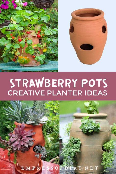 There are lots of creative ways to use strawberry pots for growing flowers, herbs, and vines. What To Plant In Strawberry Pots, Strawberry Pot Planting Ideas, Strawberry Jar Planter Ideas, Idaho Gardening, Pot Planter Ideas, Raised Container Garden, Gardening Containers, Strawberry Pot, Patio Gardening