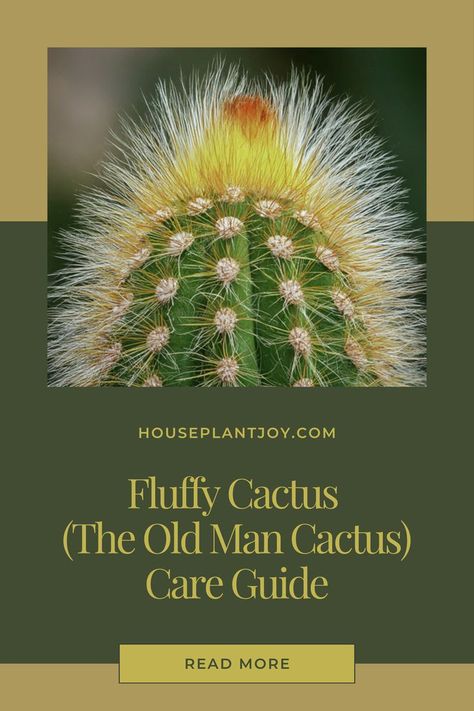 Fluffy Cactus: ☁️🌵 Forget everything you know about cacti! This cuddly cutie is here to redefine plant cuteness. Soft, squishy, and totally adorable, it's the perfect addition to any plant family. Who says cacti can't be cuddly? 😍 #fluffycactus #cactuslove #succulents #plantparenthood #plantsofinstagram #cuteplants #softcactus #plantlover Old Man Cactus, Cactus Care, Old Men, Plant Lover, Old Man, The Old, Cactus, Old Things, Plants