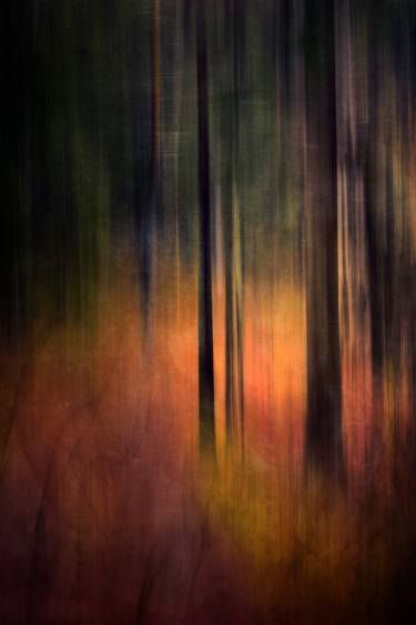 Forest Colors, Landscape Gardening, Forest Color, Abstract Fine Art, Soyut Sanat Tabloları, Abstract Landscapes, Abstract Photographs, Abstract Tree, Forest Art