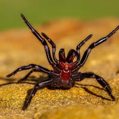 Australia, known for its unique wildlife, has once again astonished the world with the discovery of the largest male Sydney Funnel-Web spider. Sydney Funnel Web Spider, Funnel Web Spider, Sea Snake, Web Spider, Spider Bites, Animal Guides, List Of Animals, Animal Alphabet, White Sharks