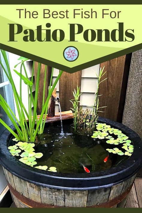 Are you looking for the best fish options for your outdoor container pond or a small water feature? The good news is that you can keep many types of fish inside a smaller space but there are a few things you will need to know before starting. Water Garden Inside House, Deck Fish Pond Ideas, Easy Fish Pond Ideas, Backyard Water Feature Small, Small Pond For Garden, Water Features For Deck, Small Round Pond Ideas, Small Coy Pond Ideas Backyards, Container Koi Pond