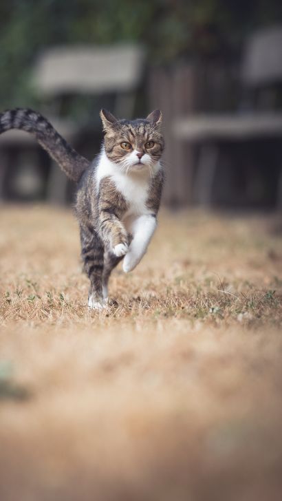 Why Does My Cat Run From Me? Cat Run Away - Build Mutual Trust Between You And Your Pet Kitten Cat Running Towards Camera, Cat Running Reference, Cat From Behind, Caricature Reference, Cat Running, Running Cartoon, Random Animals, Cat Poses, Cat References