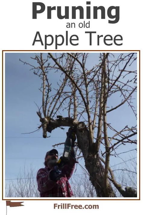 Pruning an Old Apple Tree Garden Guilds, Old Apple Tree, Apple Tree Care, Pruning Apple Trees, Fruit Tree Pruning, Fruit Trees Backyard, Modern Gardening, Pruning Plants, Fruit Tree Garden