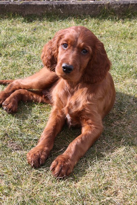 Field Irish Setter, Red Setter Puppies, Red Setter Dog, Irish Setter Puppy, Setter Dogs, Setter Puppies, Irish Red Setter, Red Setter, Cute Dog Quotes