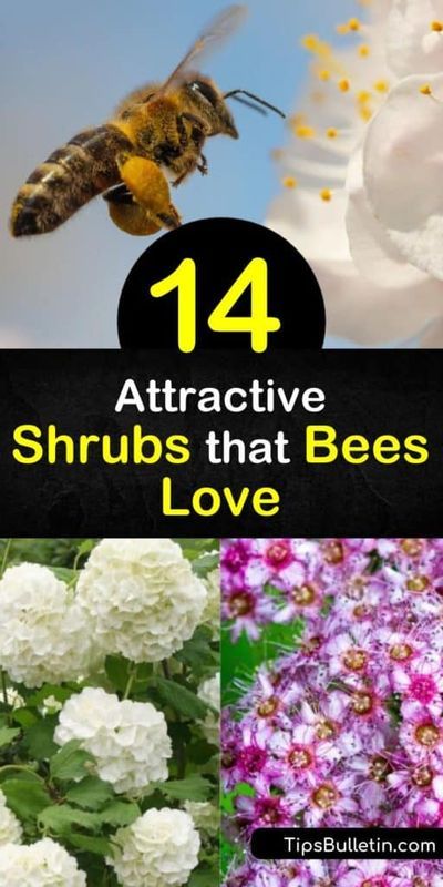 Come learn how to create a landscaped yard that draws in honeybees, solitary bees, hummingbirds, and all other pollinators. Learn how to plant butterfly bush, lilac, viburnum, and other shrubs as a continuous food source for pollinators. #beels #shrubs #shurbsforbees #attractingbees Honeybee Flowers, Best Flowers For Bees, Honey Bee Garden, Bee Friendly Flowers, Lilac Plant, California Lilac, Bee Friendly Plants, Bee Friendly Garden, Habitat Garden