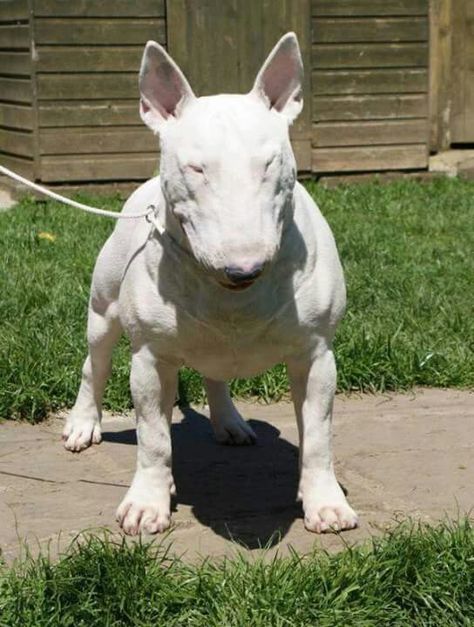 Bully Bull Terrier Tattoo, Bull Terrier Funny, Mini Bull Terriers, Miniature Bull Terrier, Bully Breeds Dogs, English Bull Terrier, Bull Terrier Puppy, Unique Dog Breeds, Psy I Szczenięta