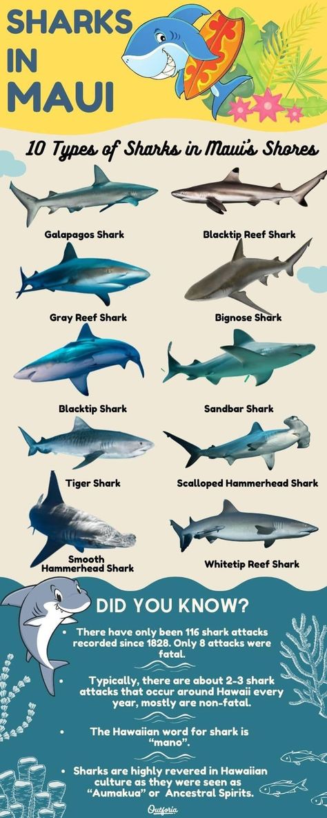 Different Sharks, Sharks Species, Shark Attacking, Weird Sharks, Different Types Of Sharks, Sandbar Shark, Galapagos Shark, Shark Names, Grey Reef Shark