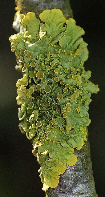 Sztuka Science Fiction, Lichen Moss, Mushroom Pictures, Slime Mould, Plant Fungus, Mushroom Fungi, Natural Forms, Patterns In Nature, Plant Life