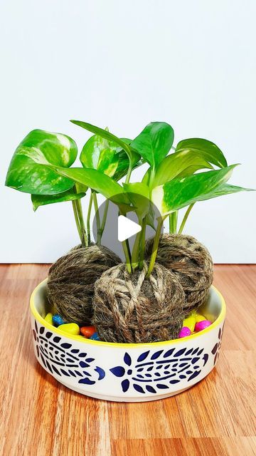 Dola Biswas on Instagram: "Pothos Kokedama . . . #pothos #kokedama #indoorplants #cocopeat #juterope #plantreels #gardeningreels #gardening #homegardening #pebbles #coloredpebbles #CeramicPot #pothosplant" Pothos Plant Decor, Mini Cactus Garden, Jute Flowers, Mini Cactus, Pothos Plant, Diy Crafts Room Decor, January 12, Cactus Garden, Propagating Plants