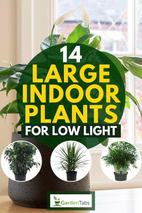 14 Large Indoor Plants For Low Light. Article by GardenTabs.com #garden #gardening #gardendesign #gardenideas #gardeningtips Low Light Trees Indoor, Large Low Light House Plants, Large Indoor Plants Low Light, Tall Indoor Plants Low Lights, Best Indoor Plants For Low Light, Indirect Light Plants, Indoor Trees Low Light, Low Light Plants Indoor, Indoor Plants For Low Light