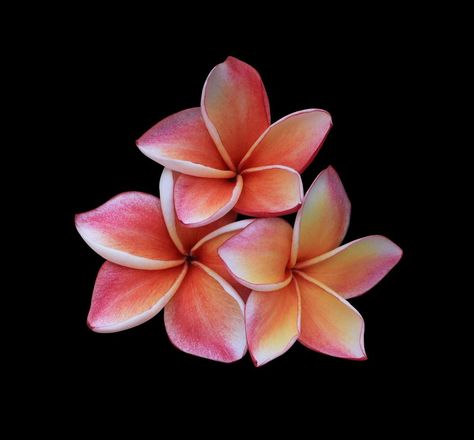 Plumeria or Frangipani flowers. Close up orange-red plumeria flowers bouquet isolated on black background. Top view exotic flower bunch. Black Background With Flower, Plumeria Flowers Aesthetic, Flowers Close Up, Black Background Flower, Flowers Top View, Flowers With Black Background, Flower Black Background, Flowers Dark Background, Red Orange Flowers