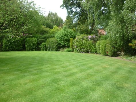 Lawn Design Ideas, Grass Cloth Wallpaper, Cloth Wallpaper, Grass Plants, Garden Goals, No Grass Backyard, Lawn Design, Healing Garden, Garden Decor Ideas