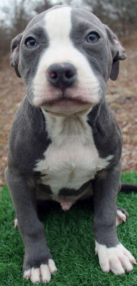 Pibble Puppies, Pit Bull Puppies Blue, Blue Nose Pitbull Puppies, Pit Puppies, Blue Pitbull, Pitbull Puppies For Sale, Pit Bull Puppies, Puppy Baby, Blue Nose Pitbull