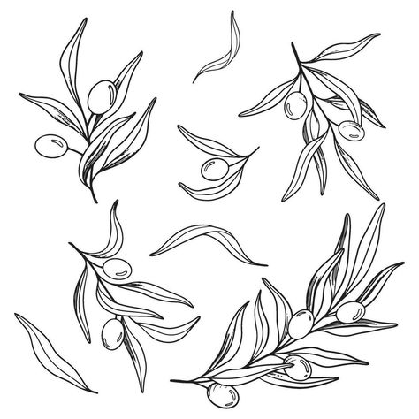 Sketch set of olive branch with berries and leaves. Hand drawn vector line art illustration. Black and white drawing of the symbol of Italy or Greek for cards, design logo, tattoo. Olive Tree Line Art, Greek Flowers Drawing, Greek Illustration Art, Olive Branch Pattern, Olive Line Drawing, Olive Leaves Drawing, Olive Branch Line Art, Olive Leaf Tattoo Design, Olive Leaf Drawing