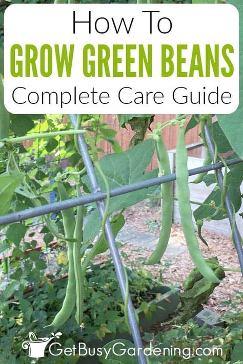 Planting Green Beans, Green Bean Trellis, Green Beans Garden, Garden Green Beans, Grow Green Beans, Bean Trellis, Bean Garden, Growing Green Beans, Growing Beans