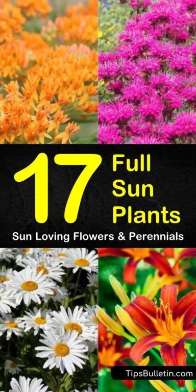 17 Full Sun Plants - Sun Loving Flowers and Perennials Front Yard Sidewalk Ideas Pathways, Hardy Flowers For Full Sun, Full Sun Plants And Flowers, Outside Plants For Full Sun, Sun Plants Landscaping, Early Summer Blooming Perennials, Flowering Plants For Full Sun, Full Sun Flower Bed Ideas Perennials, Full Sun Plants Outdoor