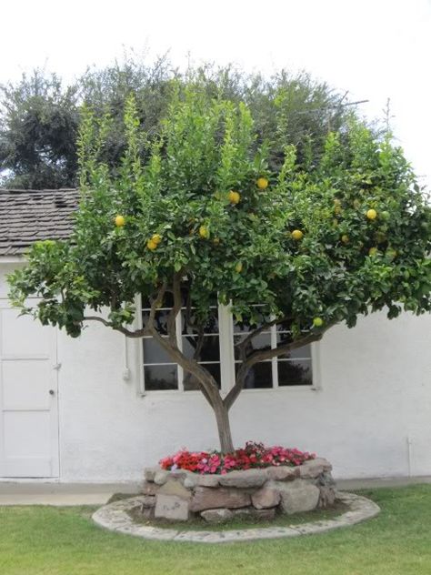 Lemon Tree In Front Yard, Lemon Tree Landscaping, Lemon Tree In Garden, Lemon Tree In Backyard, Lemon Tree Garden Landscapes, Lemon Trees Backyard, Lemon Tree Backyard, Fruit Trees Backyard Landscaping, Lemon Tree Garden