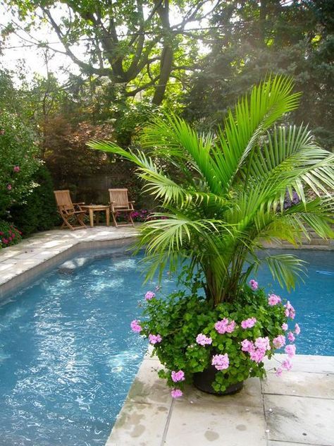 Pool Planter Ideas Full Sun, Florida Pool Patio Ideas, Pool Side Plants, Side Yard Oasis, Poolside Decorating Ideas, Planters Around Pool, Plants Around Pool, Backyard Planters, Pool Makeover