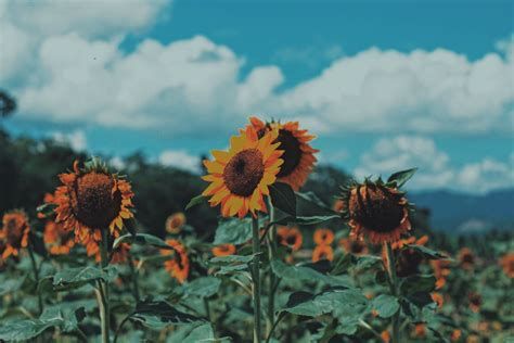 Aesthetic Sunflower, Macbook Air Wallpaper, Sunflowers Background, Field Wallpaper, Only Aesthetic, Sunflower Pictures, Computer Wallpaper Desktop Wallpapers, Desktop Wallpaper Art, Sunflower Wallpaper