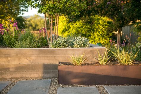 Board-Formed Concrete Walls This type of wall is about two-thirds of the cost of doing a stucco wall, and by using integral color concrete, we can achieve an honest look with a warm color and attractive texture Stained Concrete Retaining Wall, Lychnis Coronaria, Garden Hardscape, Formed Concrete, Stucco Wall, Stachys Byzantina, Color Concrete, Board Formed Concrete, Concrete Retaining Walls