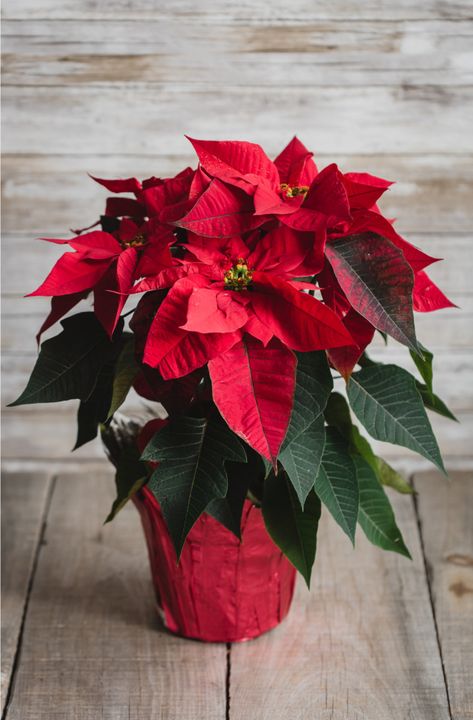 22 Things Everyone With A Poinsettia Plant Needs To Know Cold Weather Garden, Poinsettia Leaves, Fruit Cake Cookies, Recipes Fruit, Poinsettia Plant, Fruit And Veggies, Fruit Cakes, Fruit Snack, Christmas Plants