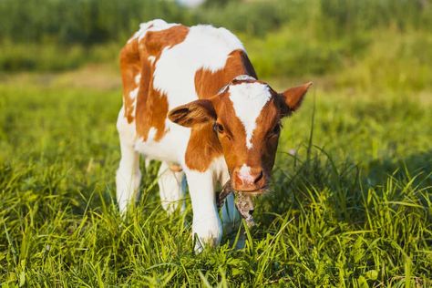 Mini Milking Cows: What Are Small Breed Milk Cows? Miniature Dairy Cows, Mini Jersey Milk Cow, Mini Jersey Cow, Mini Cows For Sale, Miniture Cows, Small Cows, Cow Things, Milking Cow, Cow Breeds