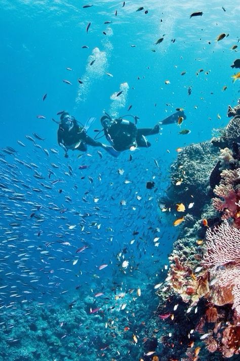 Scuba Diving Carribean, Scuba Diving Great Barrier Reef, Australia In Summer, Australia Snorkeling, Dive Aesthetic, Diving Aesthetic, Diving Australia, Ocean People, Ajaccio Corsica