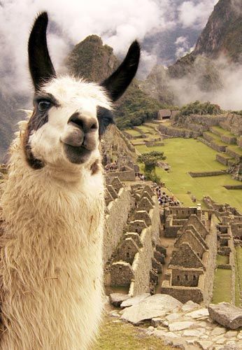 LOS ENIGMAS DE PERÚ https://www.viajarsolo.com/peru-viajar-solo                                                                                                                                                                                 Más Machu Picchu Peru, Llama Alpaca, Most Beautiful Animals, Peru Travel, South America Travel, Machu Picchu, Animals Of The World, Animal Tattoos, Beautiful Creatures