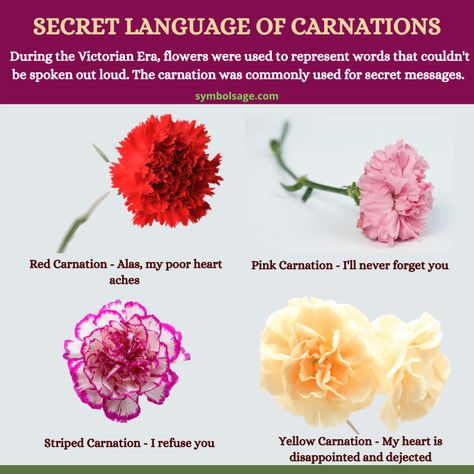 Carnation Color Meaning, Carnation Flower Colors, Colored Carnation Tattoo, Carnation Symbolism, Carnation Flower Meaning, Carnation Garden, Valentines Day Meaning, Red Carnation Flower, Carnations Flower