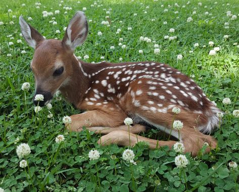 Deer In A Field, Deer Photos, Deer Pictures, Deer Fawn, A Field Of Flowers, Mule Deer, Field Of Flowers, Oh Deer, Whitetail Deer