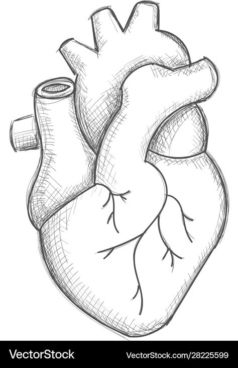 Human Heart Sketch, Heart Anatomy Drawing, Heart Pencil Drawing, Easy Heart Drawings, Heart Sketches, Human Heart Drawing, Human Body Drawing, Whatsapp Wallpaper Cute, Heart Sketch