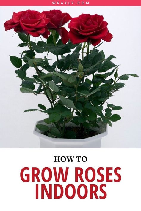 Indoor Rose Plant, Indoor Roses, Rose Bush Care, Gardening Hobby, How To Grow Roses, Rose Plant Care, Backyard Flowers Garden, Beautiful Home Gardens, Plant Care Tips