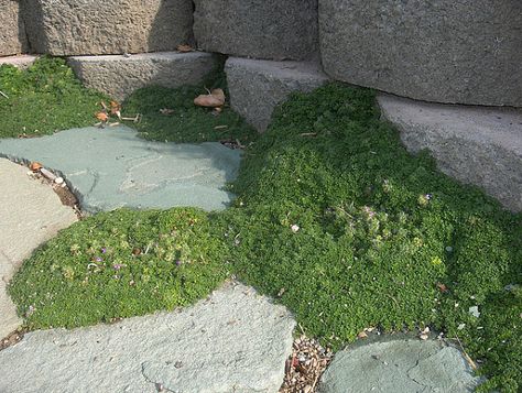 Dog-Friendly Ground Covers, Grasses & Backyard Solutions | INSTALL-IT-DIRECT Dymondia Margaretae, Grassless Backyard, Backyard Cover, Elfin Thyme, Dog Friendly Garden, Dog Friendly Backyard, Dog Backyard, Thyme Plant, Creeping Thyme