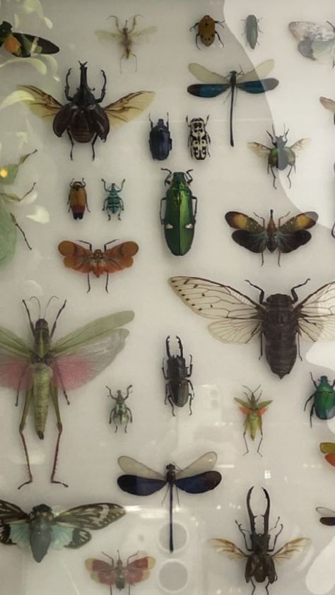 Bug Room Ideas, Bug Taxidermy Art, Pinned Insects Display, Bug Furniture, Pinning Bugs, Pinned Bugs, Entomology Aesthetic, Insect Habitat, Entomology Decor