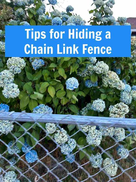 Chain link fences are good for keeping dogs in and critters out but are such an eyesore. Do you have one that needs some landscaping to make it prettier? Check out our tips for hiding this ugly fence on The Gardening Cook. Hide A Chain Link Fence, Fence With Plants, Chain Link Fence Cover, Black Chain Link Fence, Corner Landscaping, Fence Landscaping Border Backyard Ideas, Chain Fence, Creeping Fig, Fence Plants