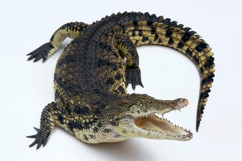 Does the Nile crocodile deserve its reputation as a vicious man-eater? Get up close and personal with Africa's largest crocodilian and find out. Man Eater, Nile Crocodile, Joel Sartore, Veterinary Hospital, The Nile, Up Close And Personal, Tropical Rainforest, Crocodiles, Floating In Water