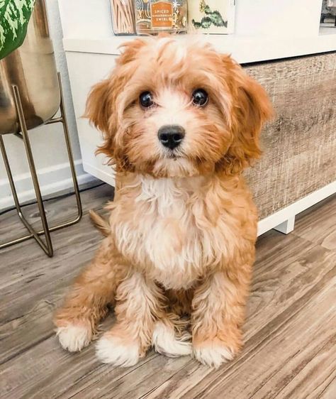 Top 7 Low Energy Hypoallergenic Dogs That Don't Shed 10 Psy I Szczenięta, Cairn Terriers, Cavapoo Puppies, Hypoallergenic Dogs, Super Cute Puppies, Really Cute Dogs, Cute Dog Pictures, Cute Little Puppies