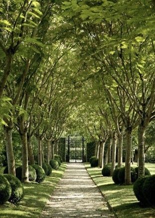 Future Mansion, Tree Lined Driveway, Enchanting Garden, Driveway Entrance, Driveway Landscaping, Meditation Garden, Farm Lifestyle, Garden Path, Garden Pathway