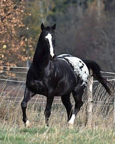 Therapeutic Horseback Riding, Appaloosa Horse, Most Beautiful Horses, Appaloosa Horses, Majestic Horse, Horse Blankets, Cute Horses, Appaloosa, Horse Coloring