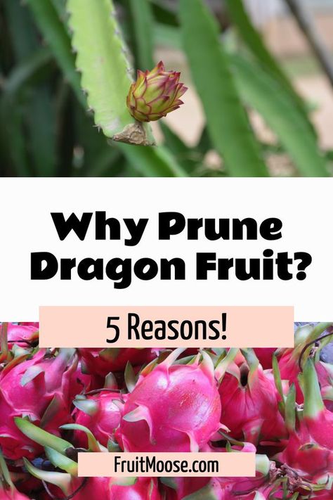 Discover the secrets to thriving dragon fruit plants with our guide on Pruning Dragon Fruit Plants! 🌱 Learn the best techniques to encourage healthy growth and abundant fruiting. Perfect for garden enthusiasts and fruit growers. Dive into our blog for detailed steps and more gardening tips. #PruningGuide #DragonFruitGardening #GardenTips #FruitMoose 🍃🐉 Dragon Fruit Growing, Dragon Fruit Garden, Growing Dragon Fruit, Dragon Fruit Juice, How To Grow Dragon Fruit, Dragon Fruit Tree, Backyard Orchard, Garden Dragon, Natural Antifungal