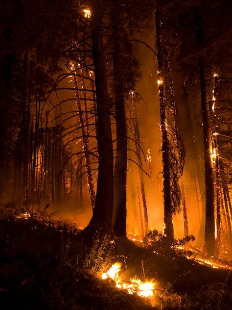 Yennefer Of Vengerberg, Wild Fire, Orange Aesthetic, Forest Fire, Aesthetic Gif, Story Inspiration, National Forest, Image Hd, Idaho